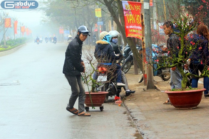 Tuy nhiên, lượng người mua đào quất về chơi Tết năm nay đã giảm sút rất lớn vì nhiều cơ quan lương thưởng bị cắt giảm mạnh